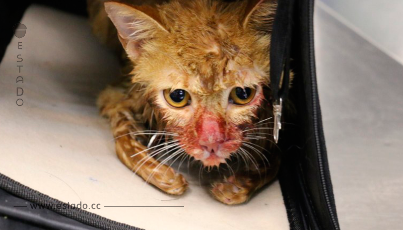 Este gatito fue golpeado por su dueño. ¡La razón fue absurda!