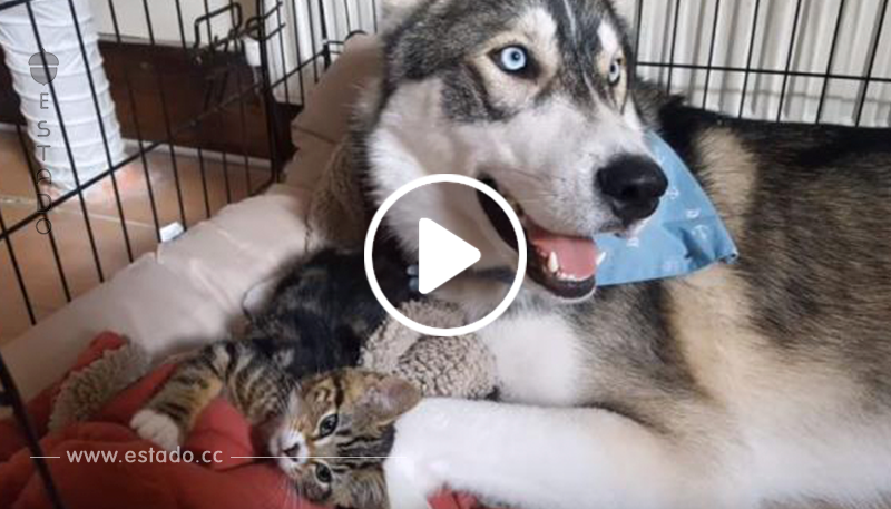 Este gatito ayudó a un husky nervioso a calmarse. ¡Tenéis que ver este maravilloso video!