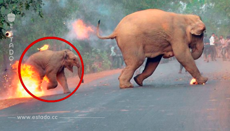Una pequeña en llamas: la desgarradora imagen que expuso la crueldad contra los elefantes en la India