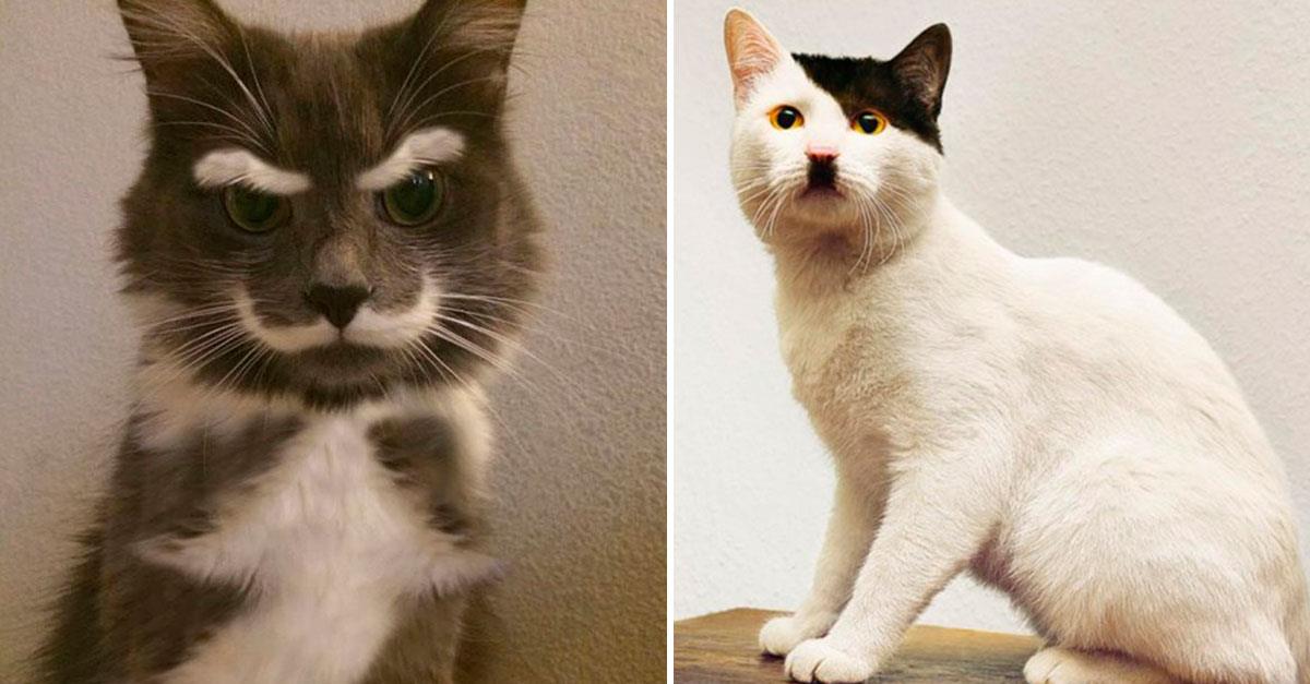 16 gatos que fueron personas en otra vida