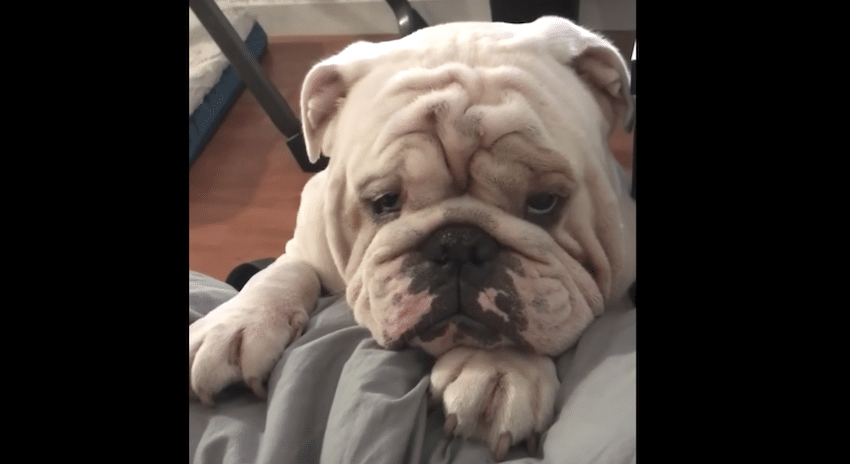 Este bulldog solo quiere un lugar en la cama. ¡Mira como se lo pide a su papá!