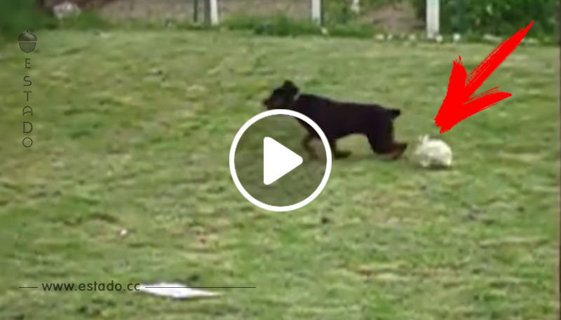 Este gran rottweiler se divierte en el jardín con su amigo el conejo