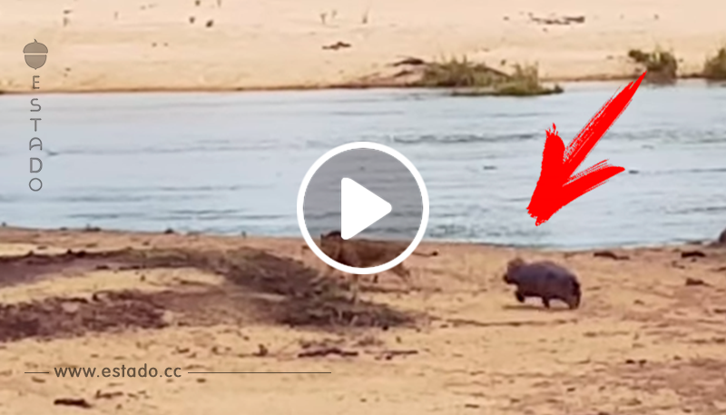 Un león intenta a atacar a un hipopótamo herido y aparece un héroe inesperado