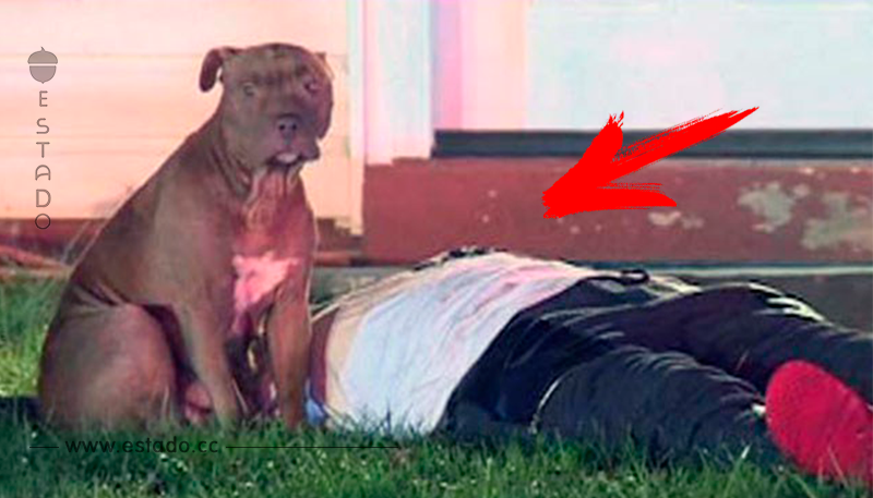 Este perro salvó a su familia de un incendio y la ley hizo algo horrible con él
