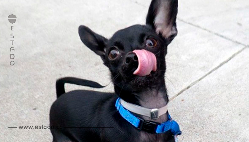 La loca sesión de fotos de este perro logró que lo adoptaran en tiempo récord