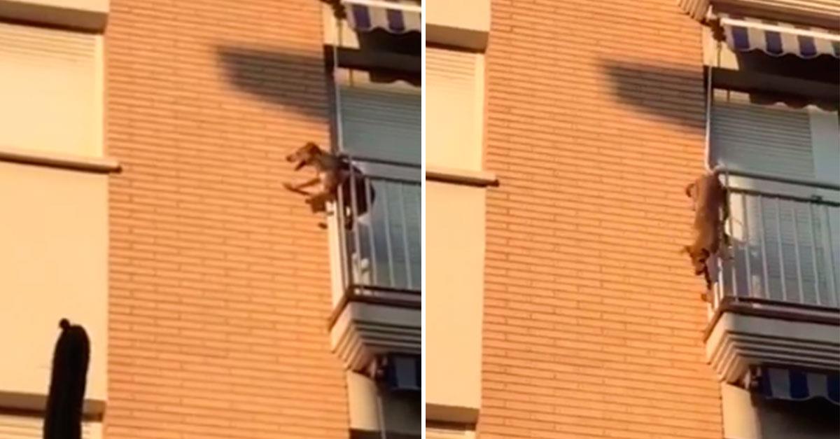 Un perro se tira por el balcón y se salva, cuando sepas por qué lo hizo se te partirá el corazón