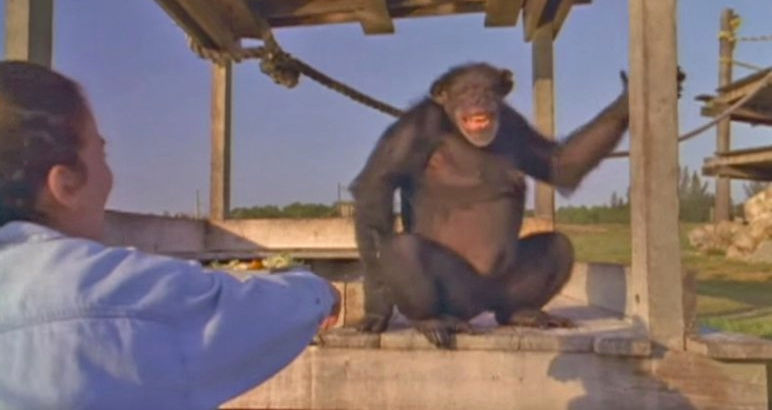 Tras 18 años pensó que el chimpancé al que rescató la olvidó, pero mira cuando le da la mano