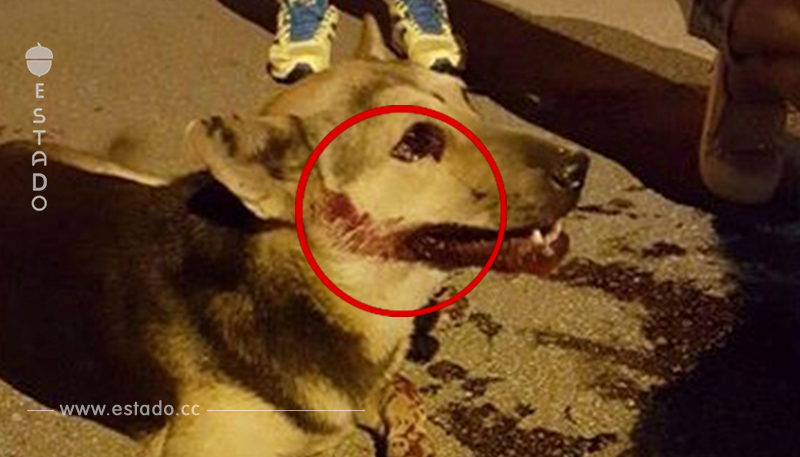 Encontró a un perro herido en la calle pero lo que le salvó fueron... redes sociales tipo Facebook.