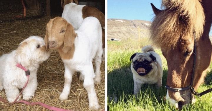 Amigos del establo: 16 perros muy cariñosos en la granja