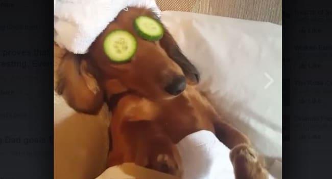 Esta perra se relaja en el spa y no le interesan los problemas del mundo