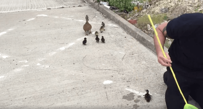 Salvan a una familia de patos que había caído por una alcantarilla