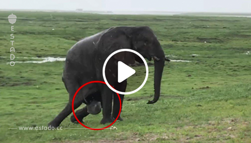 Una elefanta da a luz una cría en un campo vacío. Segundos después, manada irrumpe pisando fuerte.