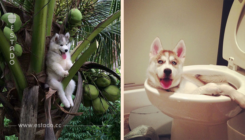 18 divertidas fotos de perros husky