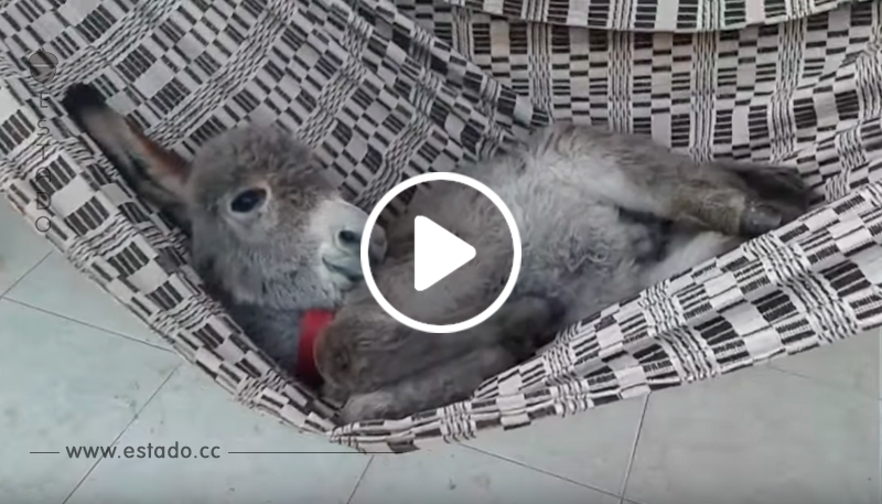 Alégrate el día con el vídeo del burro más feliz del mundo