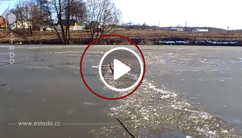 Se lanza a un río congelado y rompe el hielo a puñetazos para salvar a un perro que se ahogaba!