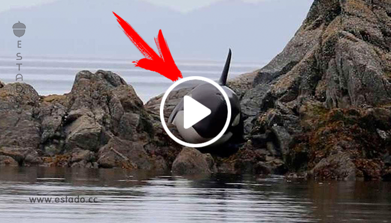Tenían que salvar a esta orca varada en las rocas y lo hicieron de la forma más inteligente