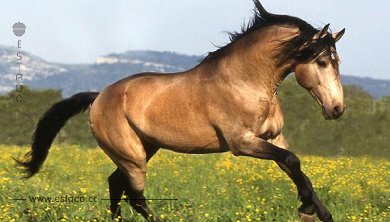 24 caballos espectaculares con los pelajes más bellos y únicos del mundo