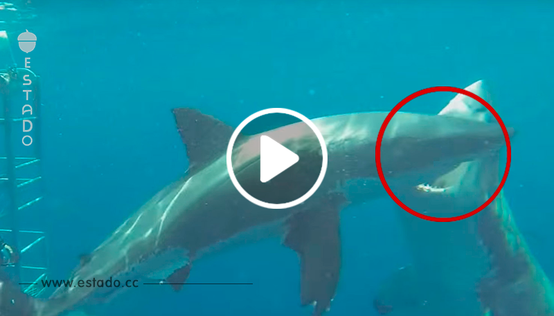 Un buzo estaba estudiando al tiburón blanco y acabó grabando algo tan increíble como peligroso	