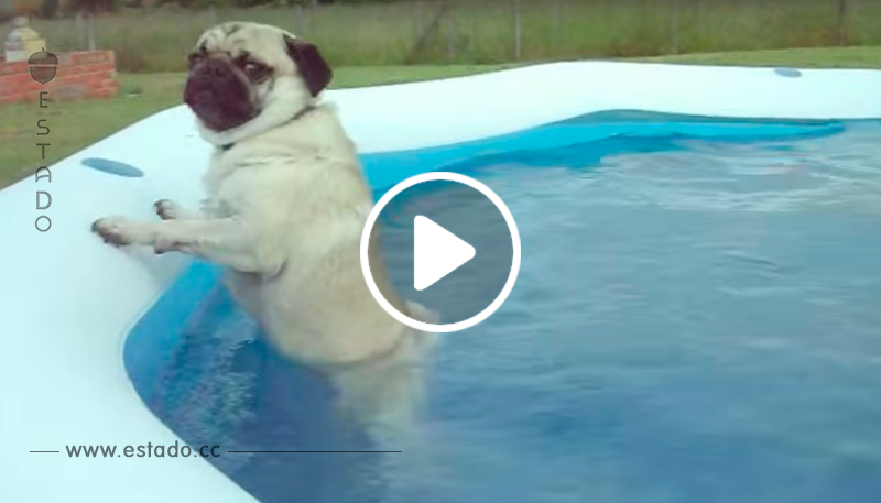 Este perro tiene la forma de “nadar” más graciosa que has visto en tu vida	