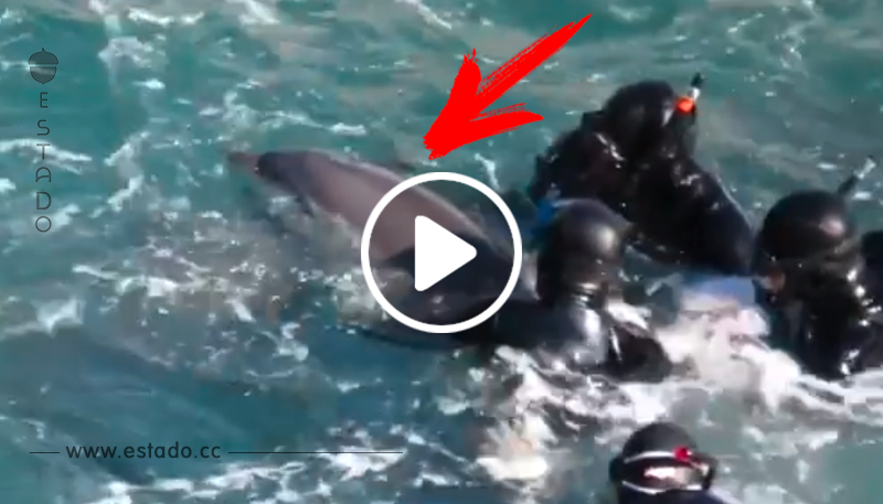 Cinco buzos luchan contra una madre delfín por un motivo horrible e inhumano	
