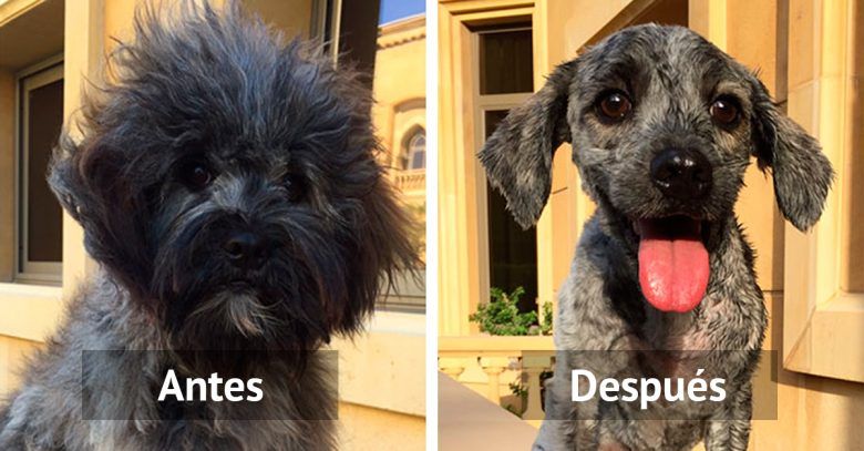 15 perros adorables que han decidido cambiar de look