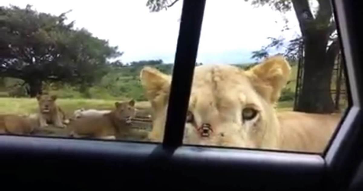 Esto es lo que pasa si te olvidas de bloquear la puerta del coche estando en un safari