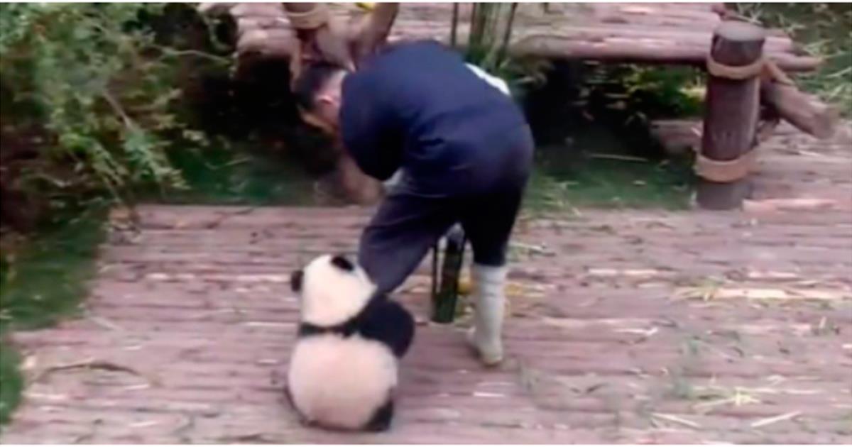 Osito panda le dificulta las tareas a su cuidador con los incontables abrazos que le regala