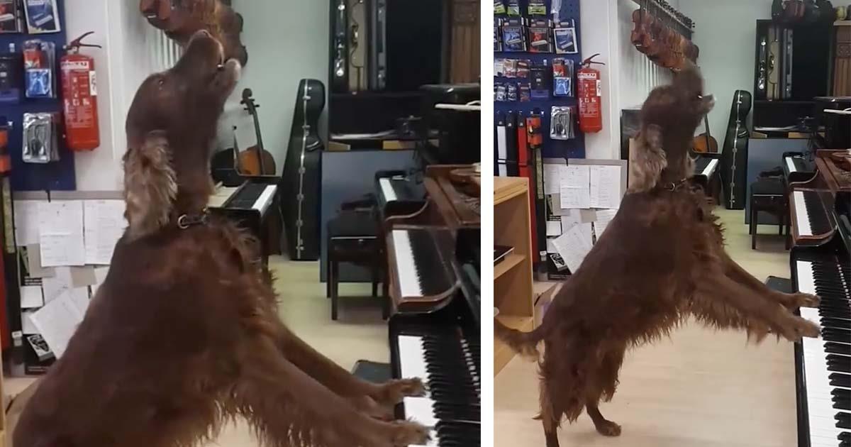 Él se pone a tocar el piano y sabe cantar. En Internet todos alucinan con su voz