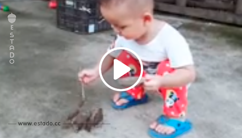Niño alimenta de su mano a 4 pajaritos y se viraliza en las redes por su grado de ternura