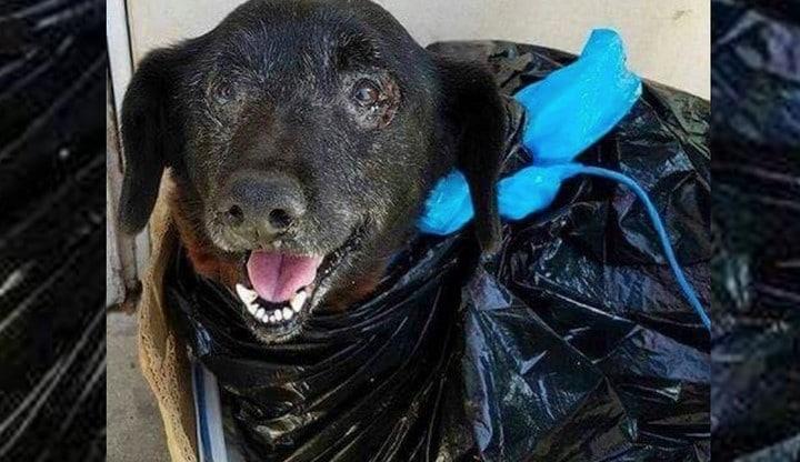 Esta perra fue abandonada en una bolsa de basura porque sus dueños no querían sangre en su auto