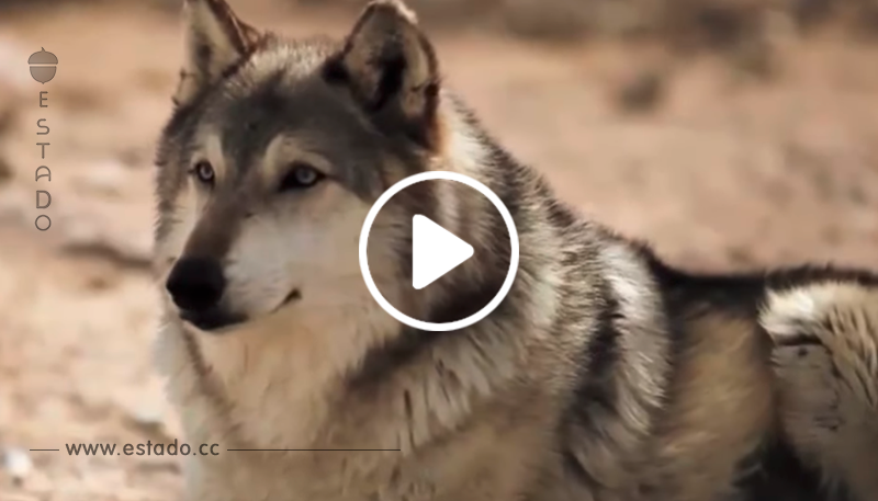 14 lobos cambian completamente el parque de Yellowstone - La nube de algodón