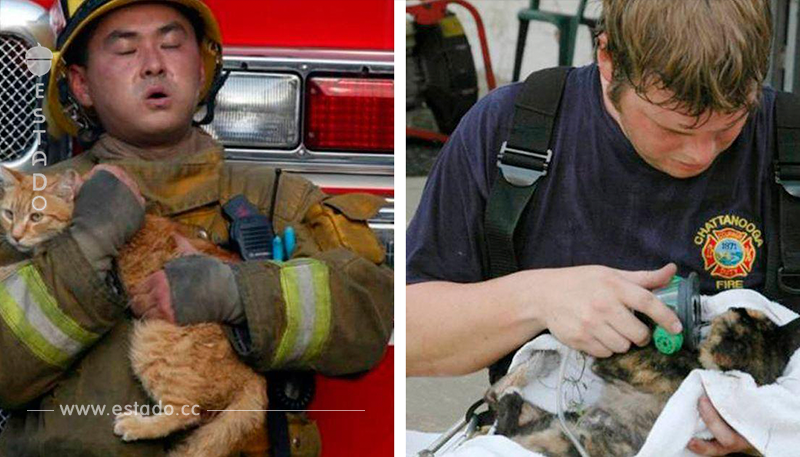 10 bomberos que se convirtieron en los mejores amigos de los animales - La nube de algodón