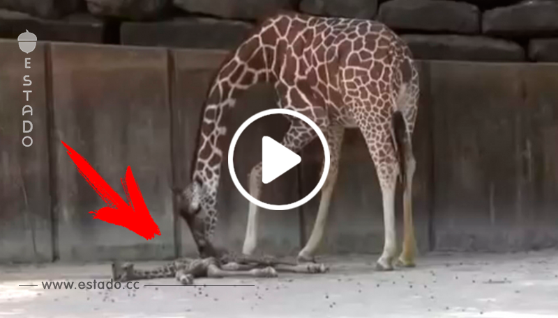 El nacimiento de una jirafa y sus primeros momentos de vida es lo más increíble que vas a ver hoy