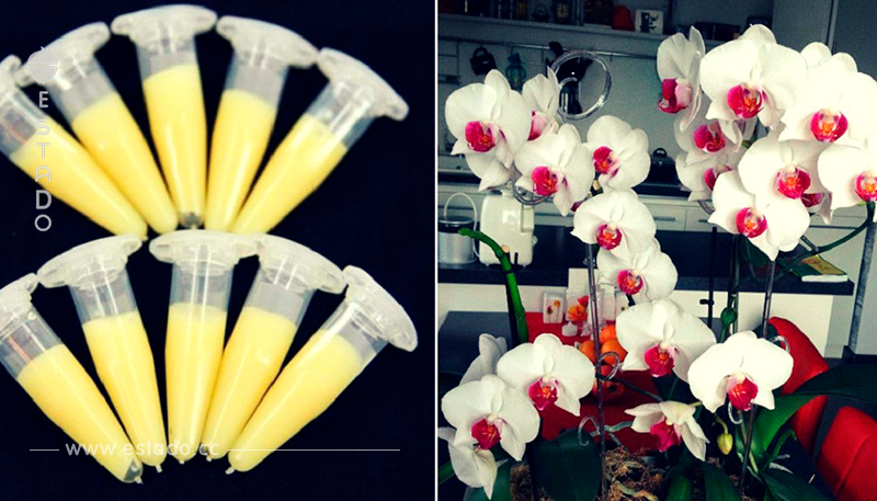 Todos los amantes de las orquídeas apreciarán este truco! Exuberante floración está garantizada...