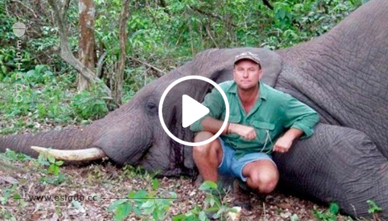 Un cazador muere aplastado por un elefante. ¿Se lo buscó? - La nube de algodón