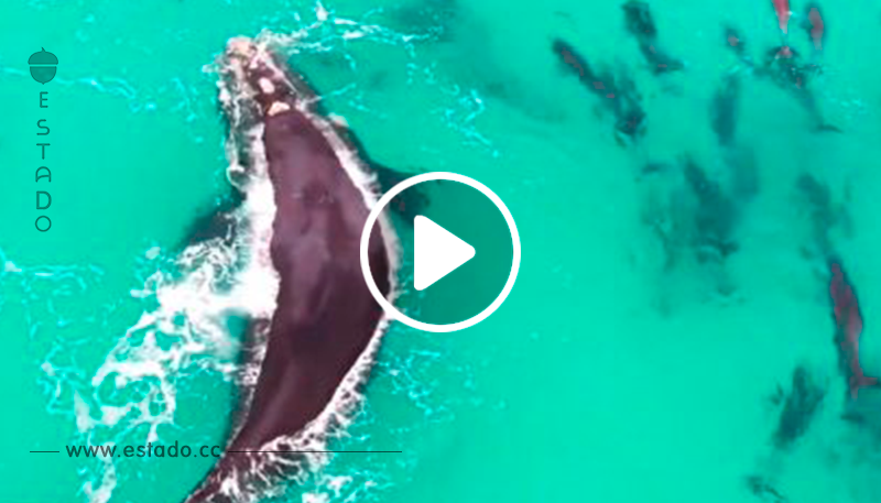 Drone capta momentos únicos de delfines y ballenas jugando amistosamente como amigos -