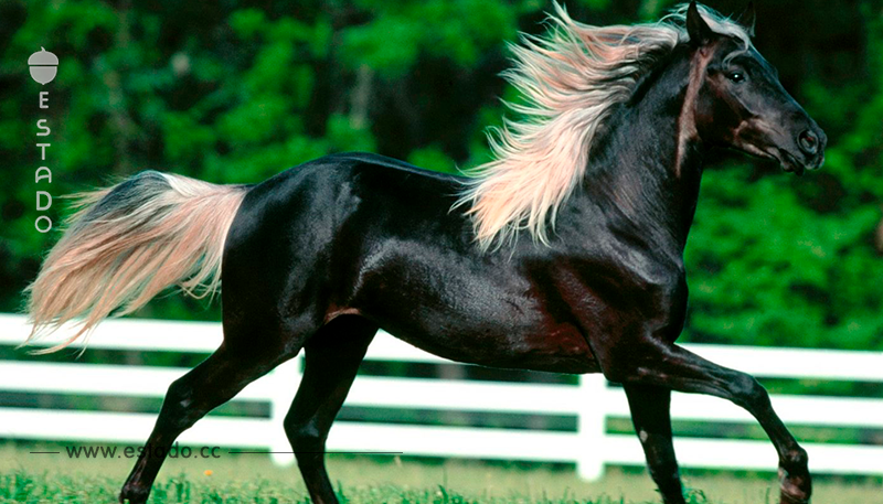17 curiosidades sobre los caballos que no conocías y que harán que los ames aún más