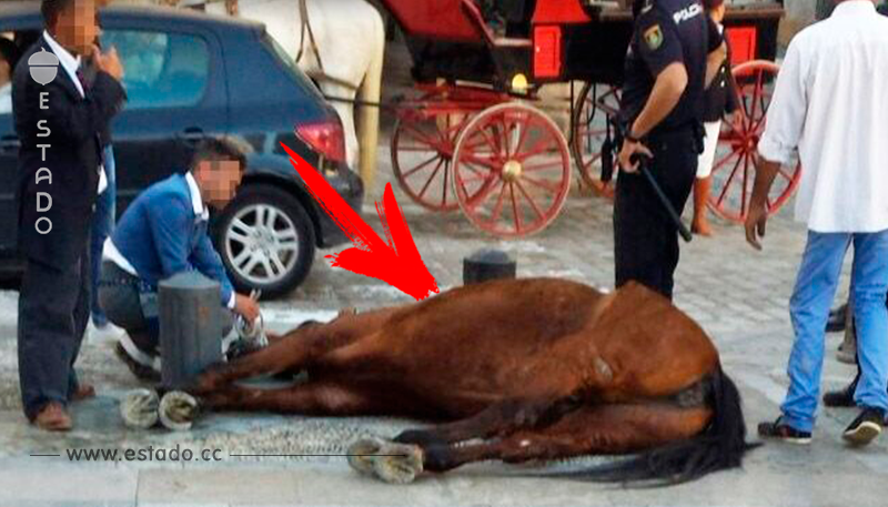 Se desploma un caballo tras 15 horas de trabajo en Jerez   La nube de algodón