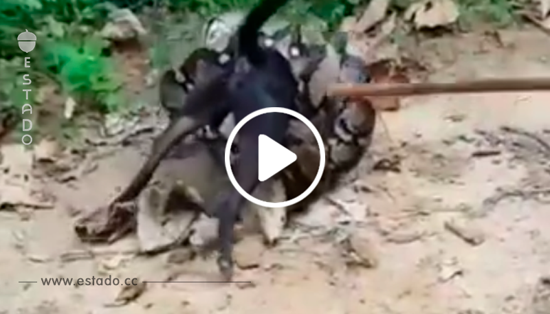 Pitón de más 5 metros atrapa a un perrito pero ellos lo rescatan inesperadamente