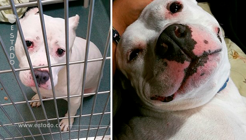 14 fotos de los perros antes y después de la adopción. El número 9 es lo más dulce...