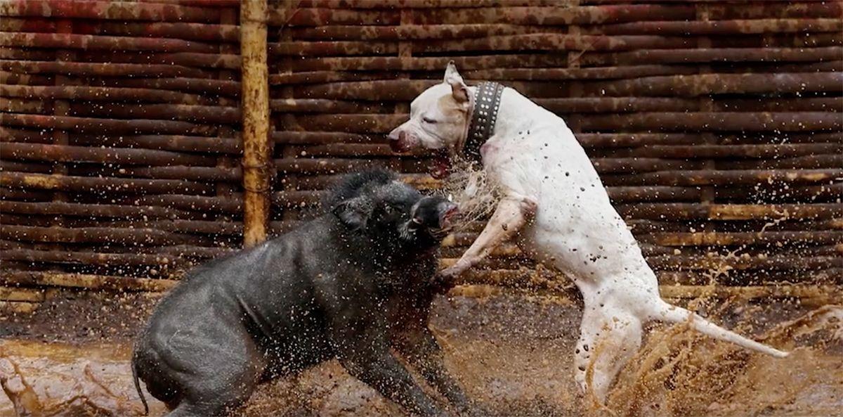 Otra tradición terrible: peleas de perros contra jabalíes • La nube de algodón