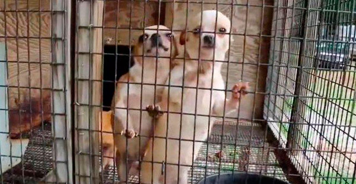 California prohíbe la venta de cachorros en tiendas procedentes de criaderos • La nube de algodón