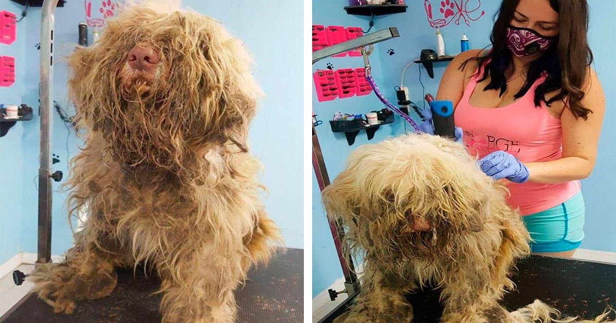 Una peluquera canina abrió las puertas de su negocio en la madrugada para salvar la vida de este perro • La nube de algodón