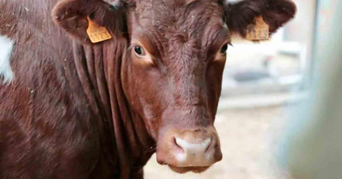 Una vaca embarazada logró huir de un matadero y descubren después que estaba embarazada