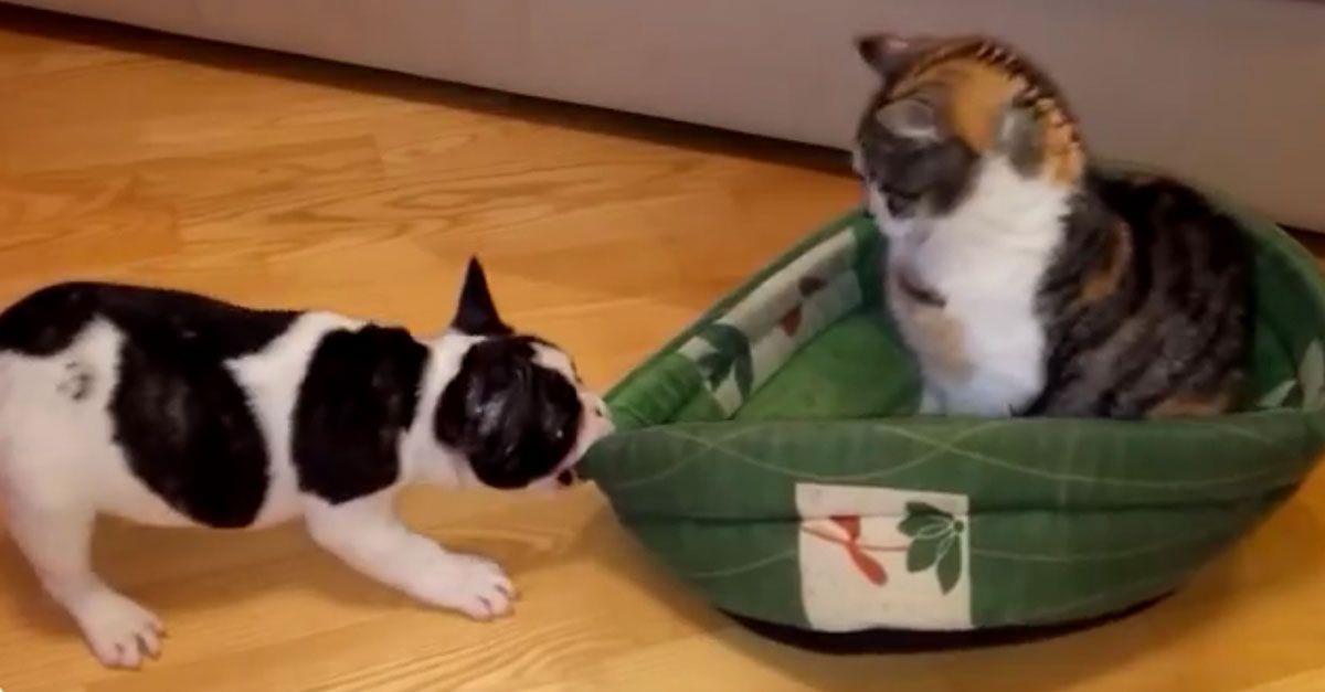Vídeo de gatos robándole la cama a perros