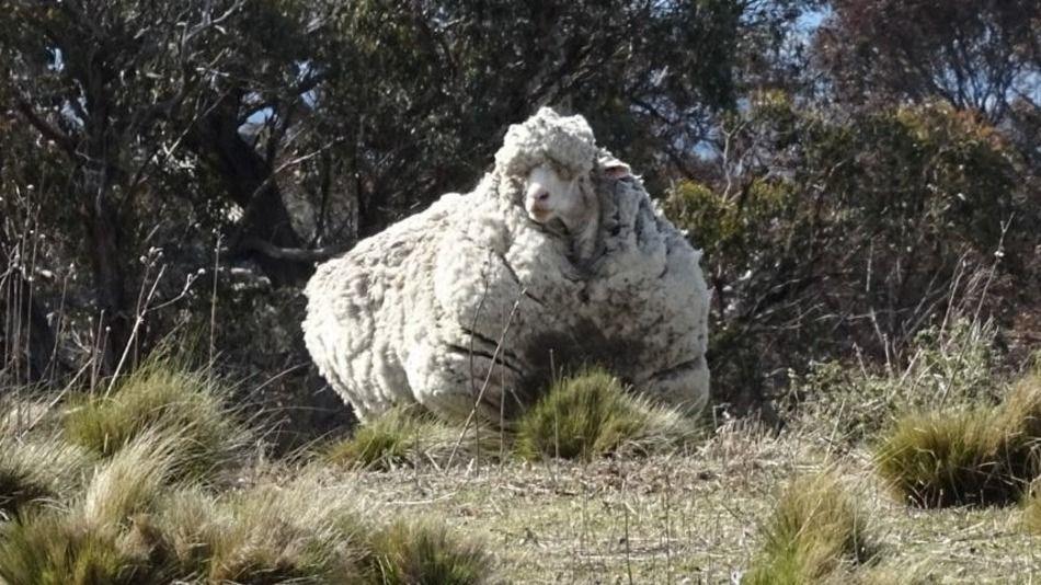 Una oveja se da a la fuga y cuando consiguen encontrarla y la esquilan, bate el récord de lana