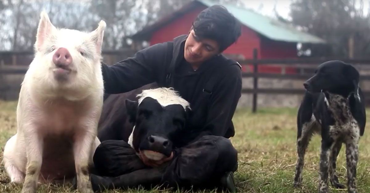 Un cerdo, una vaca, una perra y una gata demuestran que la amistad no tiene límites