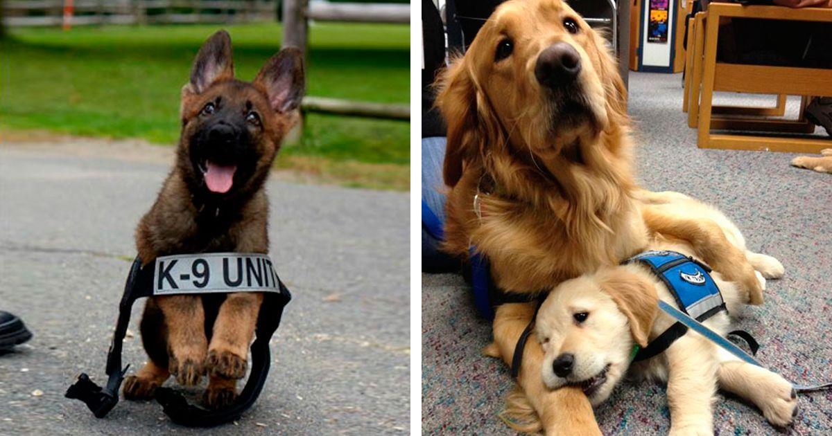 El primer día de 10 cachorros que se preparan para ser perros policía • La nube de algodón