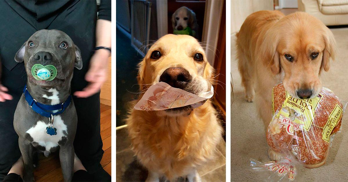 Los 10 regalos más extraños con los que estos perros han querido sorprender a sus dueños • La nube de algodón