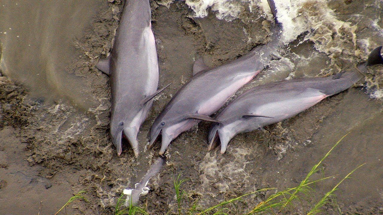 Pesca comuna de delfines para todos los que estén • La nube de algodón